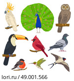 Bird Drawn Icon Set . Birds peacock toucan bullfinch dove owl and swallow color painted flat icon set isolated vector illustration. Стоковая иллюстрация, агентство Ingram Publishing / Фотобанк Лори