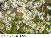 Prunus Cerasifera tree with white flowers in the spring. Стоковое фото, агентство Ingram Publishing / Фотобанк Лори