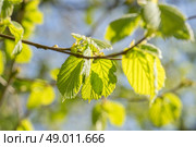 Fresh green beech leaves in the springtime. Стоковое фото, агентство Ingram Publishing / Фотобанк Лори