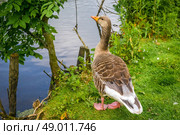 Grey goose standing near a dark lake. Стоковое фото, агентство Ingram Publishing / Фотобанк Лори