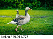 Wild grey geese walking on green grass. Стоковое фото, агентство Ingram Publishing / Фотобанк Лори