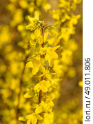 Yellow forsythia bush in a garden at springtime. Стоковое фото, агентство Ingram Publishing / Фотобанк Лори