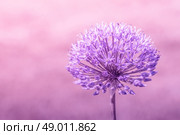 Close-up of a Allium Giganteum flower in violet colors. Стоковое фото, агентство Ingram Publishing / Фотобанк Лори