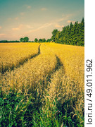 Countryside landscape with tracks in the crops. Стоковое фото, агентство Ingram Publishing / Фотобанк Лори