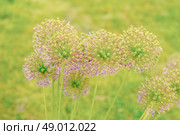 Allium Giganteum flowers in a green garden. Стоковое фото, агентство Ingram Publishing / Фотобанк Лори