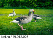 Three grey geese on a green lawn. Стоковое фото, агентство Ingram Publishing / Фотобанк Лори