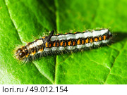Acronicta Psi caterpillar on a leaf. Стоковое фото, агентство Ingram Publishing / Фотобанк Лори