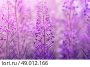 Chamerion flowers in the summer with a violet tone. Стоковое фото, агентство Ingram Publishing / Фотобанк Лори