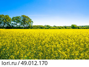 Yellow rapeseed field with trees in the background. Стоковое фото, агентство Ingram Publishing / Фотобанк Лори