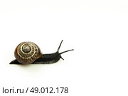 Snail isolated on white in full figure. Стоковое фото, агентство Ingram Publishing / Фотобанк Лори