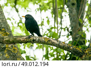 Close-up of a blackbird in a tree. Стоковое фото, агентство Ingram Publishing / Фотобанк Лори