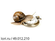 Escargot snail climbing on a vintage clock. Стоковое фото, агентство Ingram Publishing / Фотобанк Лори