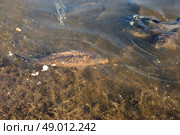 Big carp fish in a pond close to the shore. Стоковое фото, агентство Ingram Publishing / Фотобанк Лори