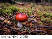 Red fungus mushroom on the forest floor. Стоковое фото, агентство Ingram Publishing / Фотобанк Лори
