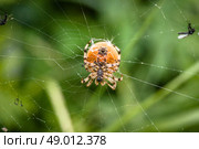 Big spider in a web with mosquitos. Стоковое фото, агентство Ingram Publishing / Фотобанк Лори