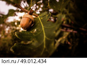 Brown acorn ripe hanging from a tree. Стоковое фото, агентство Ingram Publishing / Фотобанк Лори
