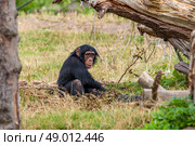 Young chimp playing around in nature. Стоковое фото, агентство Ingram Publishing / Фотобанк Лори