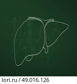 liver anatomy medicine chalk painted on the chalkboard. Стоковая иллюстрация, агентство Ingram Publishing / Фотобанк Лори