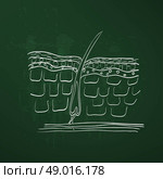 skin hair layer illustration. Стоковая иллюстрация, агентство Ingram Publishing / Фотобанк Лори