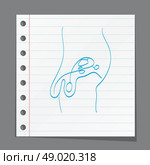 Male reproductive system sketch. Стоковая иллюстрация, агентство Ingram Publishing / Фотобанк Лори