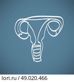 Diagram of the internal female reproductive organs. Стоковая иллюстрация, агентство Ingram Publishing / Фотобанк Лори