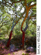 Castellon alcornocal in Sierra Espadan cork tree forest in Valencian Community of Spain. Стоковое фото, агентство Ingram Publishing / Фотобанк Лори
