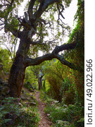 Castellon alcornocal in Sierra Espadan cork tree forest in Valencian Community of Spain. Стоковое фото, агентство Ingram Publishing / Фотобанк Лори