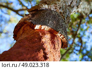 Castellon alcornocal in Sierra Espadan cork tree forest in Valencian Community of Spain. Стоковое фото, агентство Ingram Publishing / Фотобанк Лори