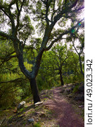 Castellon alcornocal in Sierra Espadan cork tree forest in Valencian Community of Spain. Стоковое фото, агентство Ingram Publishing / Фотобанк Лори