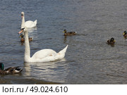 Ducks, Mallards and swans flock on pond 8442. Стоковое фото, агентство Ingram Publishing / Фотобанк Лори