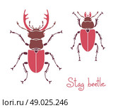 Male and female stag beetle, Lucanus cervus, Stag-beetle. Стоковая иллюстрация, агентство Ingram Publishing / Фотобанк Лори