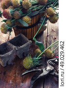 Cut autumn plants. sheaf of cut plants on the background of secateurs on wooden table. Стоковое фото, агентство Ingram Publishing / Фотобанк Лори