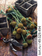 Cut autumn plants. sheaf of cut plants on the background of secateurs on wooden table. Стоковое фото, агентство Ingram Publishing / Фотобанк Лори