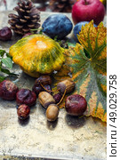 Empty autumn pinecone,acorns and chestnuts on metal surface. Стоковое фото, агентство Ingram Publishing / Фотобанк Лори