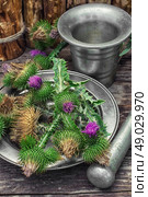 Thistle . Bright prickly Thistle buds collected for medicinal purposes in the iron bowl with mortar and pestle.Photo tinted. Стоковое фото, агентство Ingram Publishing / Фотобанк Лори