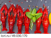 Crayfish. Row of red Crayfish on black board. Стоковое фото, агентство Ingram Publishing / Фотобанк Лори