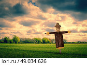 Scarecrow with a leather jacket on a green field. Стоковое фото, агентство Ingram Publishing / Фотобанк Лори