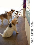 four dogs ar street waiting to walk looking camera. Стоковое фото, агентство Ingram Publishing / Фотобанк Лори
