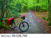 Roncesvalles beech begin of Way of Sain James biking in Navarra Pyrenees. Стоковое фото, агентство Ingram Publishing / Фотобанк Лори