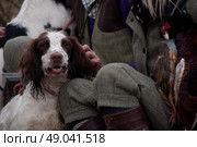 Springer spaniel portrait with his master shooting. Стоковое фото, агентство Ingram Publishing / Фотобанк Лори