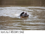 Spaniel retrieving partridge from water. Стоковое фото, агентство Ingram Publishing / Фотобанк Лори