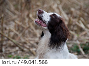Liver and white working springer spaniel. Стоковое фото, агентство Ingram Publishing / Фотобанк Лори