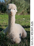 Juvenile alpaca resting. Стоковое фото, агентство Ingram Publishing / Фотобанк Лори