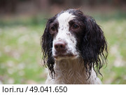 Wet liver and white springer spaniel laying down. Стоковое фото, агентство Ingram Publishing / Фотобанк Лори