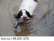 Spaniel retrieving partridge from water. Стоковое фото, агентство Ingram Publishing / Фотобанк Лори