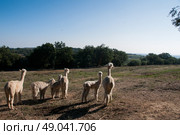 Herd of alpacas . Стоковое фото, агентство Ingram Publishing / Фотобанк Лори