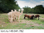 Alpacas grazing with Cameroon sheep. Стоковое фото, агентство Ingram Publishing / Фотобанк Лори