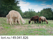Alpacas grazing with Cameroon sheep. Стоковое фото, агентство Ingram Publishing / Фотобанк Лори