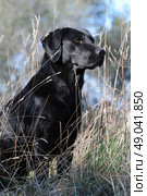 Black Labrador sitting. Стоковое фото, агентство Ingram Publishing / Фотобанк Лори