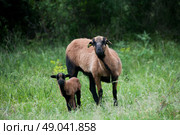 Portrait of a purebred Cameroon sheep with her lamb. Стоковое фото, агентство Ingram Publishing / Фотобанк Лори